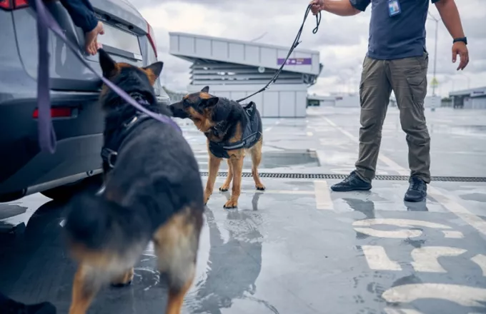 Κορωνοϊός: Σκύλοι εκπαιδεύονται για να ανιχνεύουν τον ιό-Πώς αντιδρούν αν εντοπίσουν κρούσμα 