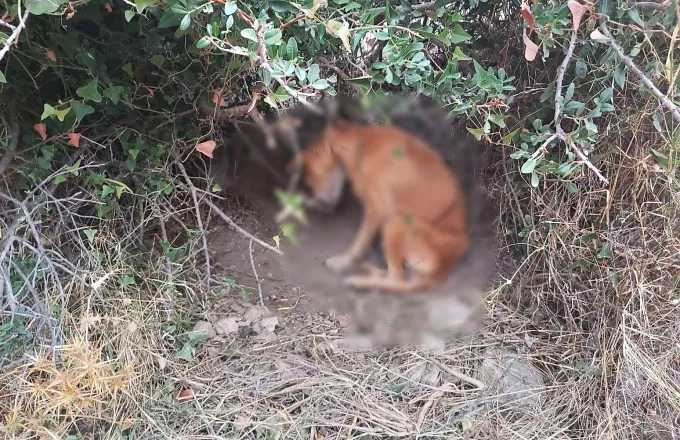 Φρίκη: Κρέμασαν ζωντανό σκύλο στην Κερατέα - Ήταν σκελετωμένος και τον «έτρωγαν» οι μύγες