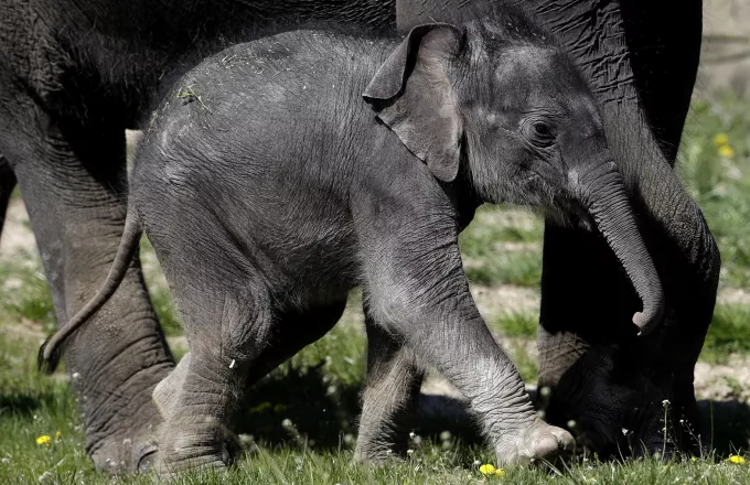 Τόκιο: Η γέννα που άργησε 138 χρόνια- Ζωολογικός κήπος παρουσιάζει το πρώτο ελεφαντάκι (vid)