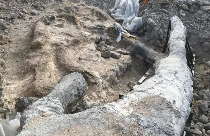 Λέσβος: Εντοπίστηκε εντυπωσιακό απολιθωμένο δέντρο με τα κλαδιά του (φωτό)