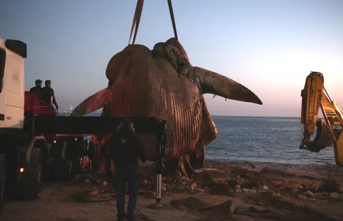 Παρέμβαση της WWF για την νεκρή φάλαινα στον Πειραιά