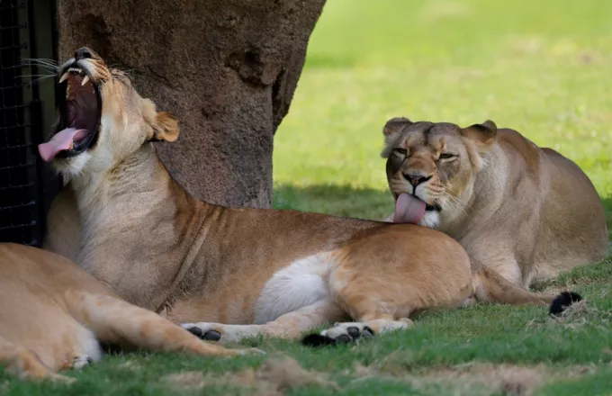Θετικά σε κορωνοϊό τέσσερα λιοντάρια στον ζωολογικό κήπο της Βαρκελώνης
