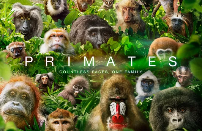 PRIMATES: Ντοκιμαντέρ σε Α’ Τηλεοπτική Μετάδοση στον ΣΚΑΪ (trailer)
