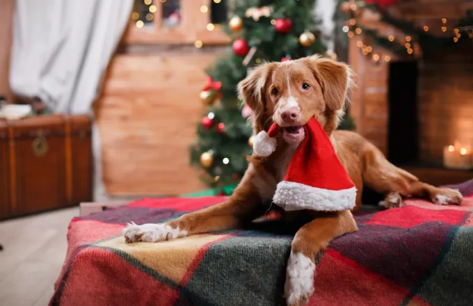 Χριστούγεννα και σκύλοι: Δώρο ζωής και όχι εορτών