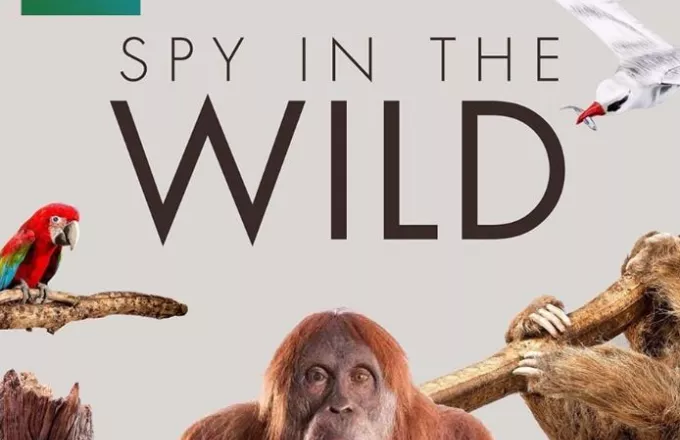 Spy In The Wild: Μία συναρπαστική σειρά ντοκιμαντέρ σε Α’ Τηλεοπτική Μετάδοση στον ΣΚΑΪ