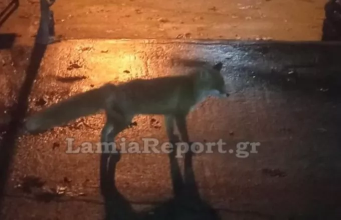 Φθιώτιδα: Σκότωσε αλεπουδάκι που τάιζαν οι συγχωριανοί του 