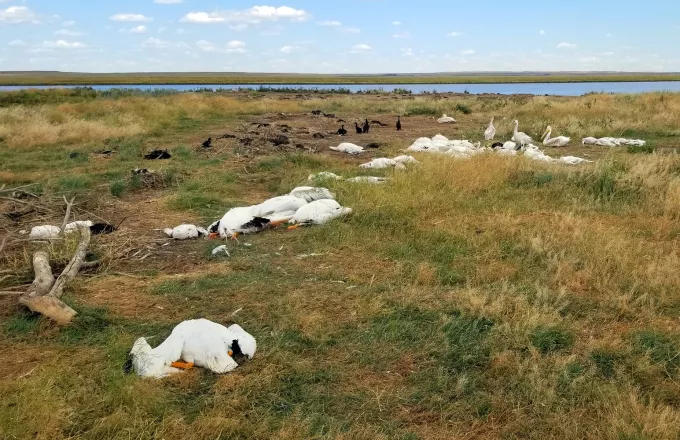 Σενεγάλη: Εκατοντάδες πελεκάνοι βρέθηκαν νεκροί σε καταφύγιο πουλιών
