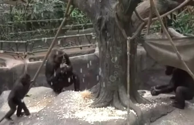 «Έβρεξε»… ποπ κορν σε ζωολογικό κήπο στις ΗΠΑ: Χαράς Ευαγγέλιο για τους γορίλες (vid) 