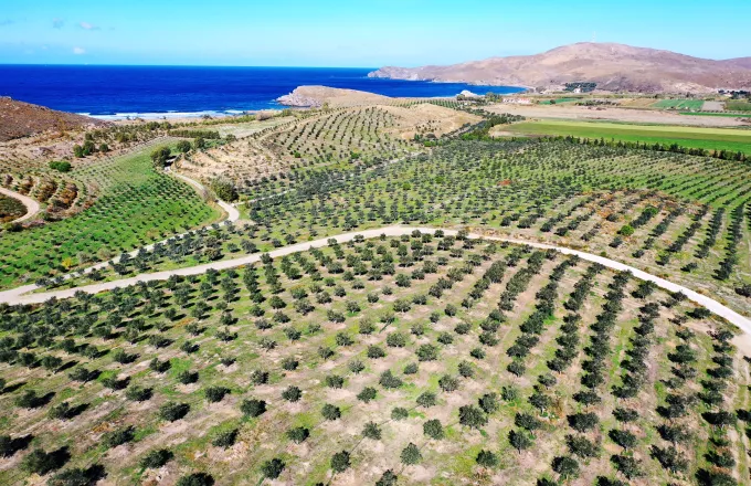 «Πράσινη» επένδυση στη Λέσβο: 40.000 ελιές μεταμόρφωσαν ερημοποιημένη γη (φωτό)