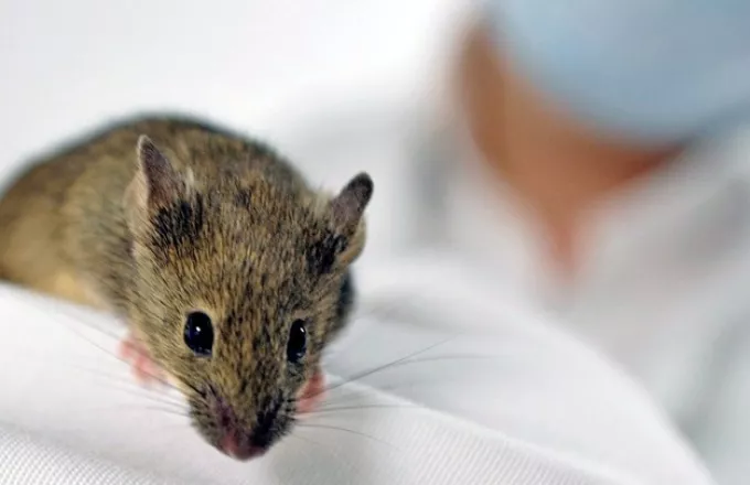 Νικήθηκε η παραπληγία; - Παράλυτα ποντίκια περπάτησαν ξανά χάρη σε γερμανική θεραπεία 
