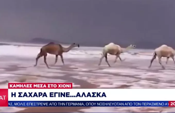 Η Σαχάρα έγινε...Αλάσκα: Στα λευκά ντύθηκε η έρημος- Καμήλες τρέχουν πάνω στο χιόνι