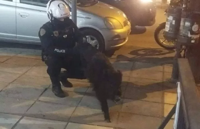 Θεσσαλονίκη: Αστυνομικός συνέλαβε... αγριογούρουνο -Έκανε βόλτες στην Τούμπα