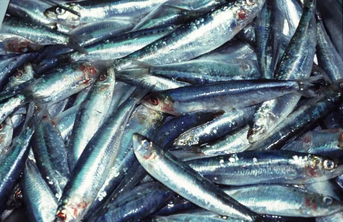 Σαρδέλα Καλλονής: Tο πρώτο θαλασσινό προϊόν με Προστατευόμενη Ονομασία Προέλευσης