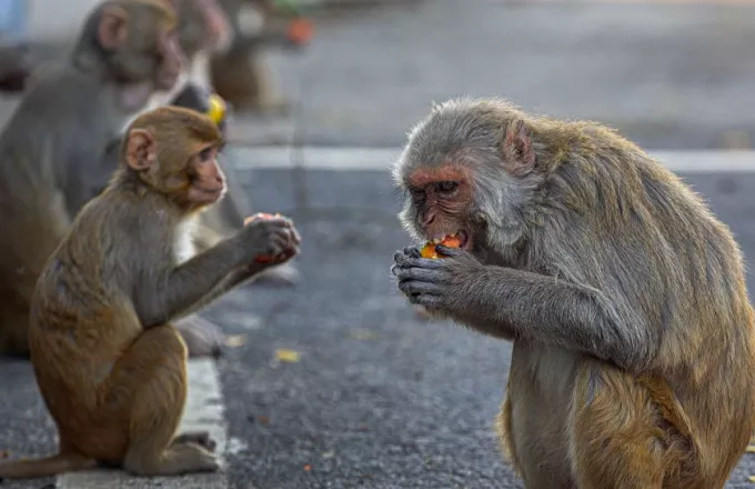 Απίστευτο περιστατικό στην Ινδία: Μαϊμούδες «απήγαγαν» βρέφος 8 ημερών και λίγο αργότερα βρέθηκε νεκρό