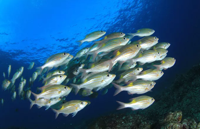 Taste the Ocean: Κομισιόν και μεγάλοι σεφ ζητούν να καταναλώνουμε βιώσιμα ψάρια και θαλασσινά