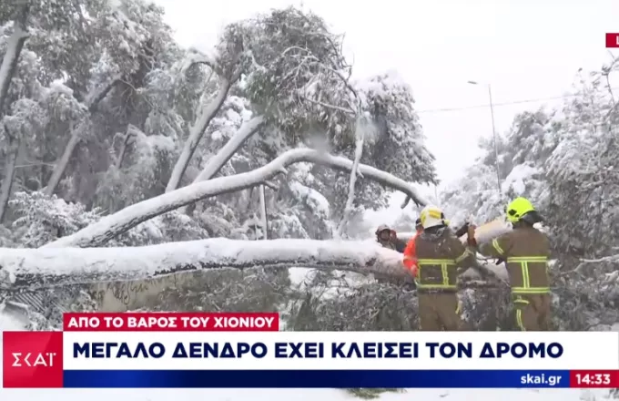 Βασ. Σοφίας: Διακοπή κυκλοφορίας λόγω πτώσης δέντρου - Τεράστιο δέντρο έπεσε και στην Κηφισίας