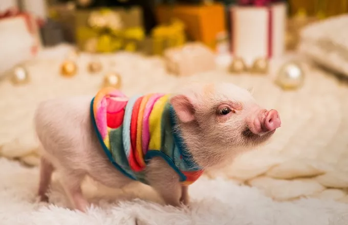 Απίστευτο: Ερευνητές έμαθαν σε γουρούνια να παίζουν βιντεοπαιγνίδια με τη μουσούδα τους	