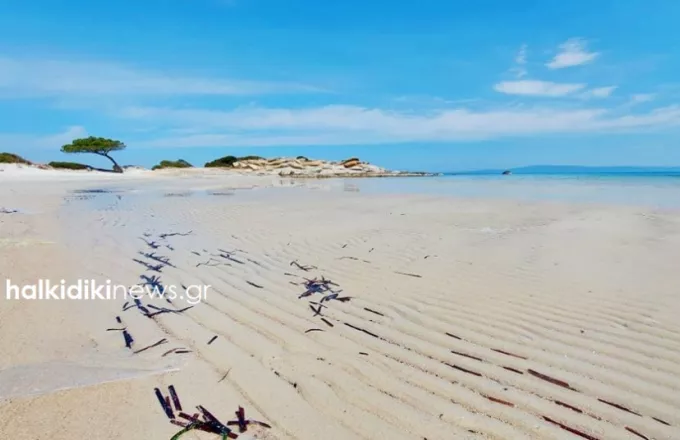 Χαλκιδική: Η άμπωτη «εξαφάνισε» τη θάλασσα στο Καρύδι (φωτό) 