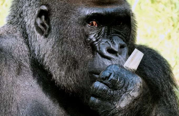 Κορωνοϊός: Μεγάλοι πίθηκοι του ζωολογικού κήπου του Σαν Ντιέγκο εμβολιάσθηκαν με ειδικό εμβόλιο