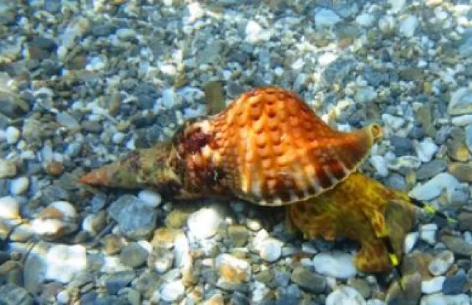 Βρέθηκαν θαλάσσια σαλιγκάρια που αυτο-αποκεφαλίζονται και δημιουργούν νέο σώμα για το κεφάλι τους