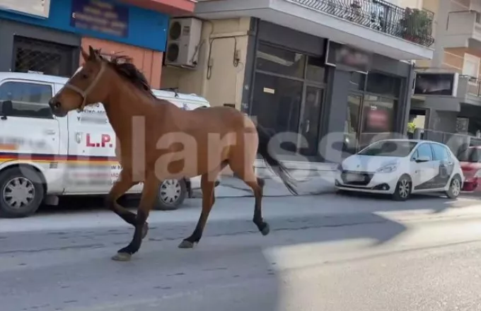 Άλογο σε.. άσκοπη μετακίνηση στους δρόμους Λάρισας- Οι πολίτες του «έδωσαν προτεραιότητα» (Βίντεο)