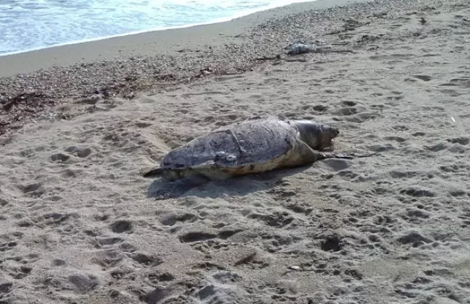 Σαλαμίνα: Θαλάσσιες χελώνες εντοπίστηκαν νεκρές στην περιοχή Ψιλή Άμμος