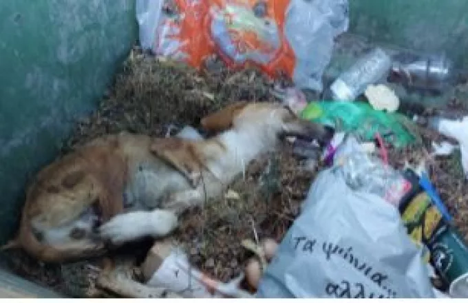  Εγκατέλειψαν τραυματισμένο σκυλάκι μέσα σε κάδο σκουπιδιών στη Σάμο