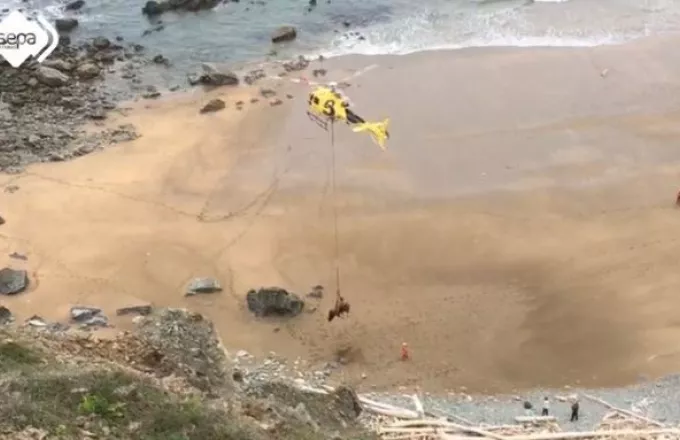 Ισπανία: Εντυπωσιακή διάσωση από αέρος ενός ταύρου 800 κιλών, που είχε εγκλωβιστεί σε παραλία (vid.)