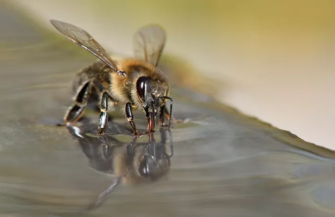 Κι ύστερα ήρθαν οι μέλισσες: Ερευνητές εκπαίδευσαν μέλισσες για να.... μυρίζουν τον κορωνοϊό