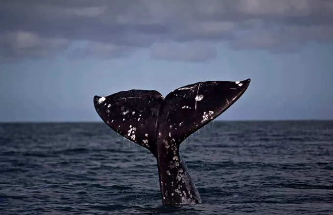 Μια γκρίζα φάλαινα θεάθηκε στις ακτές της Γαλλίας στη Μεσόγειο