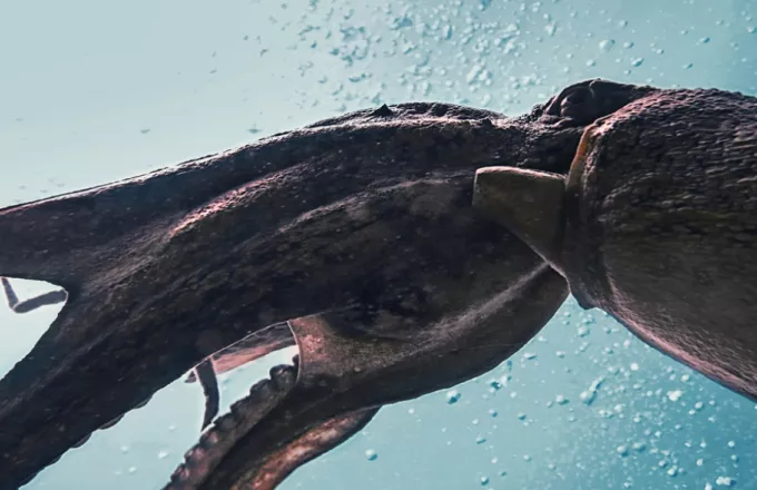 Release the Kraken:Πώς βιντεοσκόπησαν επιστήμονες το Κράκεν μετά από αιώνες αναζήτησης (pics+vid)