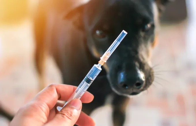 Ρωσία: Ξεκίνησε εμβολιασμός των ζώων κατά του κορωνοϊού, με το μοναδικό στον κόσμο εμβόλιο Carnivac-Cov