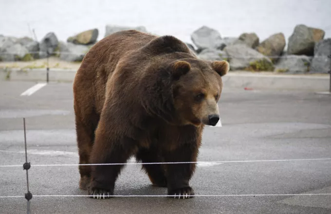 Φλώρινα: Απελευθερώθηκε οκτάχρονη θηλυκή αρκούδα από παράνομη παγίδα