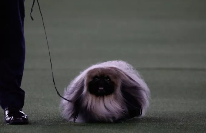 Ο γλυκός Γουασάμπι κέρδισε στο Westminster Dog Show (pics)