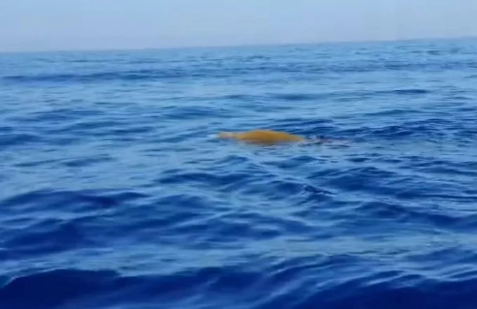 Βίντεο από την απρόσμενη συνάντηση με φάλαινα στα ανοιχτά της Λάρνακας (vid)