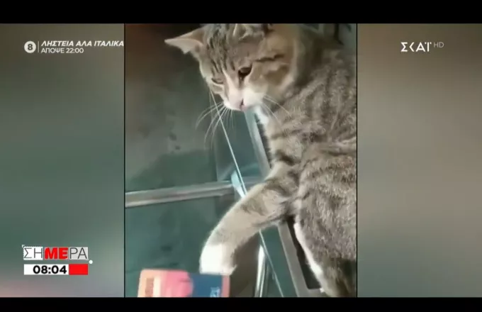 Το βασίλειο της... γάτας: Το viral βίντεο Ιμάμογλου- διαφήμιση για τα ΜΜΜ στην Κωνσταντινούπολη (vid)