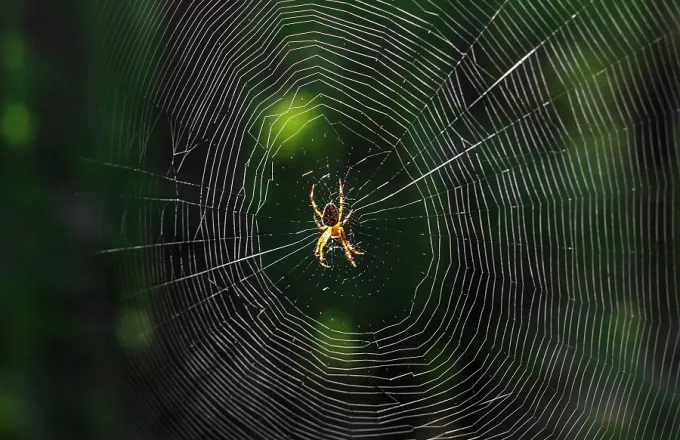 Ο ιστός της αράχνης ίσως ανοίξει τον δρόμο για την αντικατάσταση του πλαστικού