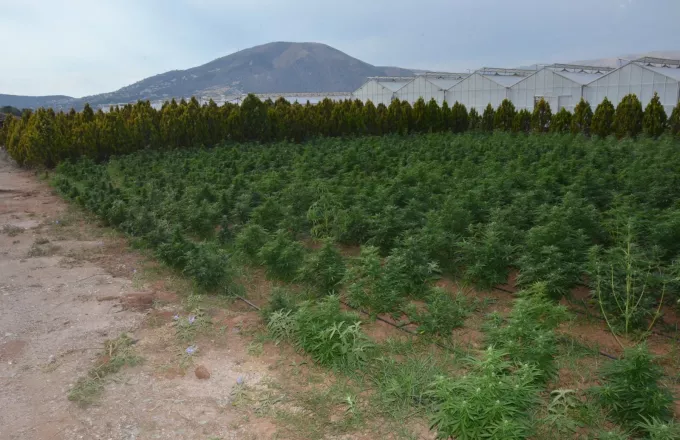 Θεσσαλονίκη: Καλλιεργούσε δενδρύλλια κάνναβης σε εκτάσεις κοντά στο σπίτι του