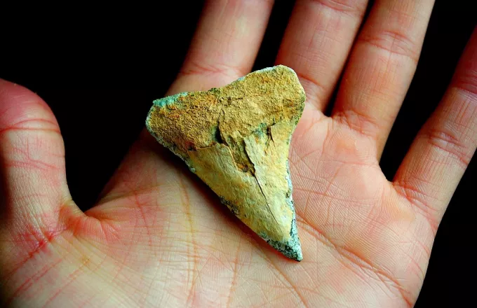 Ανακαλύφθηκαν δόντια προϊστορικού καρχαρία 80 εκατ. ετών σε αρχαιολογικό χώρο της Ιερουσαλήμ