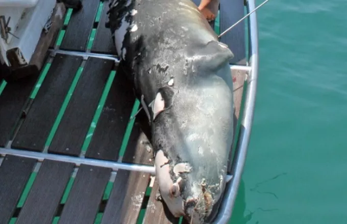 Νεκρή η διάσημη φώκια της Αλοννήσου: Τη χτύπησαν με ψαροτούφεκο (VID)