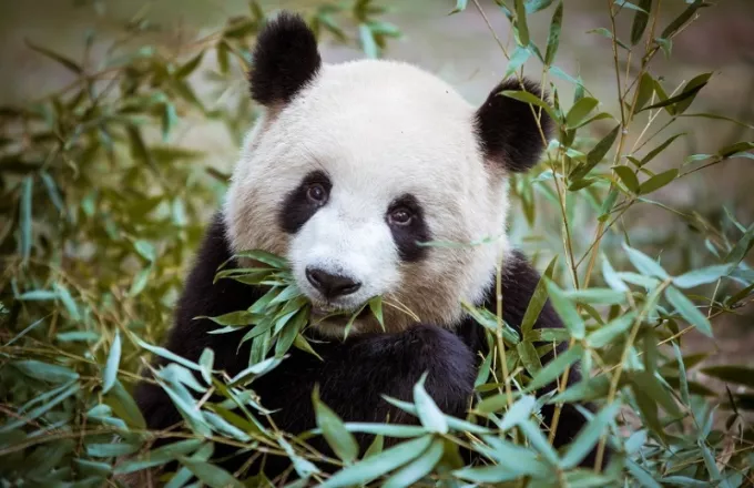 Κίνα: Τα γιγαντιαία πάντα δεν ανήκουν πλέον στα «απειλούμενα είδη»