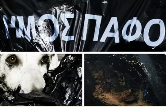 Φρίκη στην Κύπρο: Έλουσαν με πίσσα σκυλάκια - Tα πέταξαν ζωντανά στα σκουπίδια (pics)