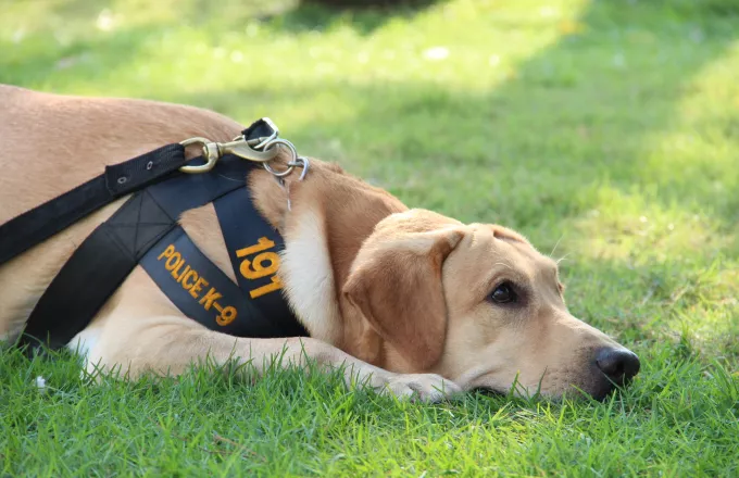 Σκυλίσια ζωή: Αστυνομικοί σκύλοι εκτός υπηρεσίας επειδή είναι… συνεσταλμένοι 