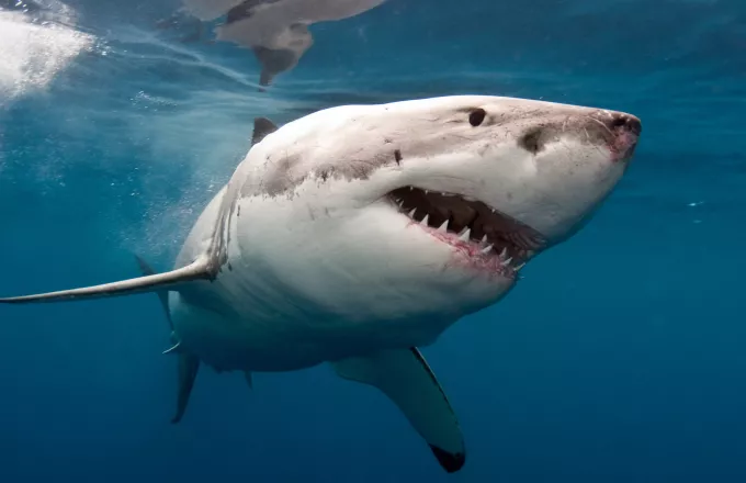Οι λευκοί καρχαρίες θα μπορούσαν να κατευθύνονται στη Βρετανία λόγω κλιματικής αλλαγής