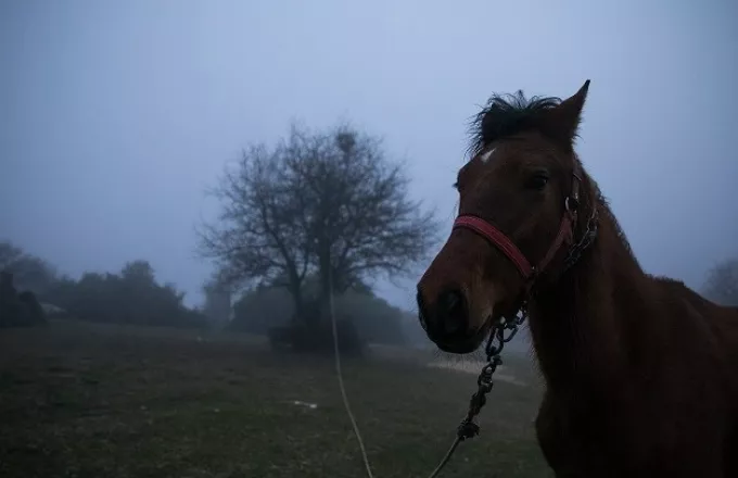 Φωτιά-Βαρυμπόμπη: Απομακρύνονται τα άλογα από τους ιππικούς ομίλους της περιοχής
