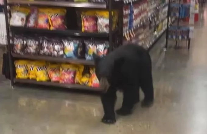 Λος Άντζελες: Αρκουδίτσα μπήκε σε σούπερ μάρκετ να «ψωνίσει» (vid)