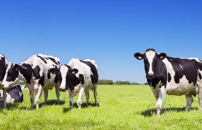Αγελάδες εκπαιδεύτηκαν να... πηγαίνουν τουαλέτα για να αντιμετωπιστεί το φαινόμενο του θερμοκηπίου