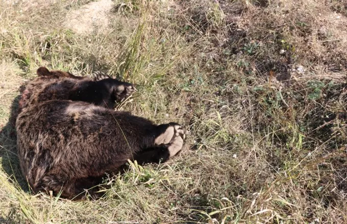 Φλώρινα: Καφέ αρκούδα βρέθηκε νεκρή από σφαίρες στην περιοχή Βροντερό Πρέσπας