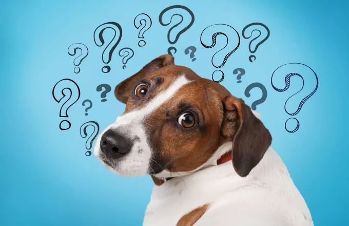 Νομοσχέδιο για ζώα συντροφιάς: Έχετε ερωτήσεις; Όσα πρέπει να γνωρίζετε σε 17 ερωταπαντήσεις 