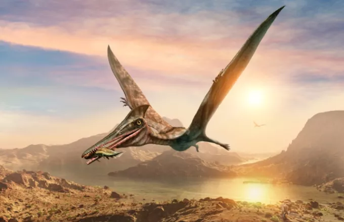 Ανακαλύφθηκε στην έρημο της Χιλής απολίθωμα δεινοσαύρου «ιπτάμενος δράκος» 